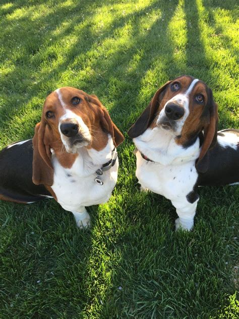 15 Amazing Facts About Basset Hounds You Might Not Know