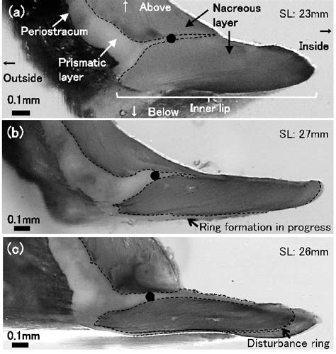 Sections Of The Inner Lip Of Juvenile Ezo Abalone Reared In The