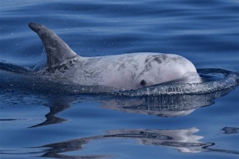 Rissos Dolphin Fact Sheet Azores Whales