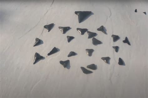 Mako Shark Teeth: Marvels of Marine Evolution – Ocean Action Hub