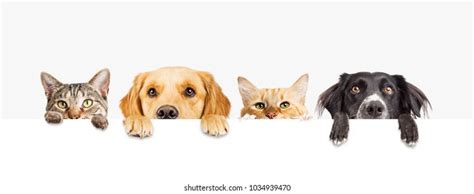 Pets Images, Stock Photos & Vectors | Shutterstock