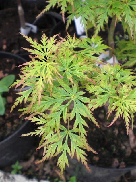 Acer Palmatum Seiryu Agm