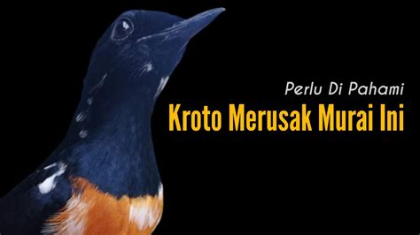 Kroto Merusak Murai Ini Bengkel Murai Batu YouTube