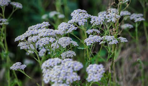 Yarrow Plant Facts Benefits Uses Tips To Grow And Care Toxicity