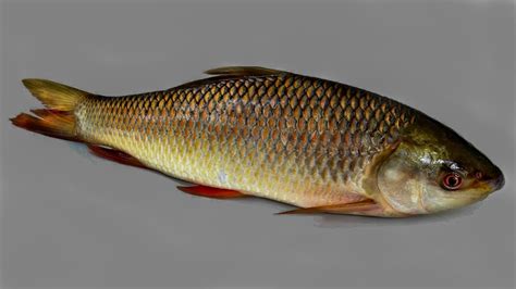 18 Types Of Carp Species Explained