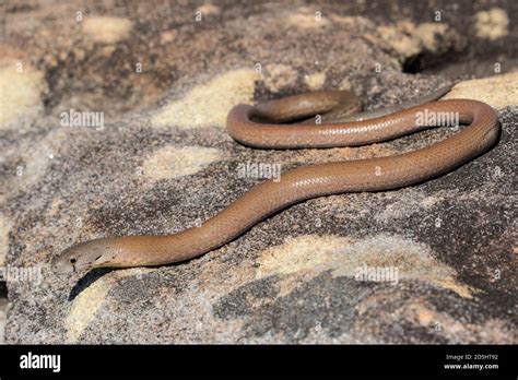 Common Scaly Foot Legless Lizard Basking In Sunlight Stock Photo Alamy