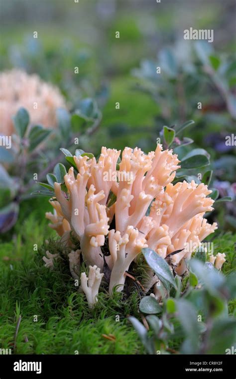 Hongo De Coral Rosa Fotografías E Imágenes De Alta Resolución Alamy