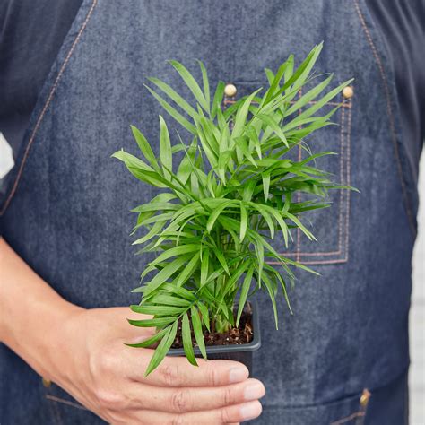 Parlor Palm | Indoor Plant | Tropical Plant | Chamaedorea elegans