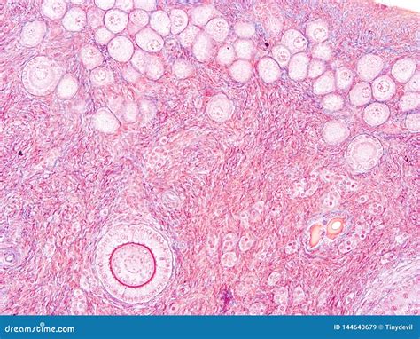 Histology Of Ovary Human Tissue Stock Image Image Of Research