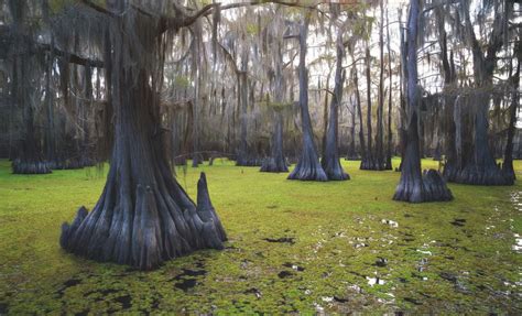 Giant Salvinia Weevils Make Positive Impacts in Giant Salvinia Management Throughout Texas ...