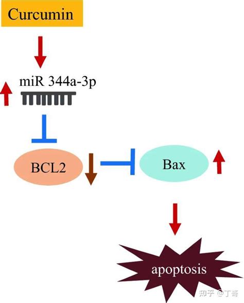 microRNA 344a 3p的上调参与姜黄素诱导的RT4神经鞘瘤细胞凋亡 知乎