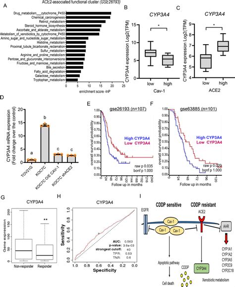 Cyp A Is Positively Correlated With Ace Expression A Clinical