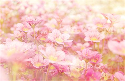 Paradise of Flowers by cherilove on DeviantArt