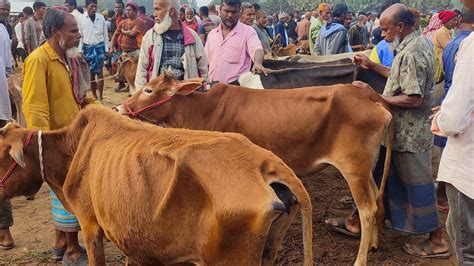 আজ ২২ ফেব্রুয়ারি ২৪ সবচেয়ে শুকনো হাড্ডি গরুর দাম Haddi Gorur