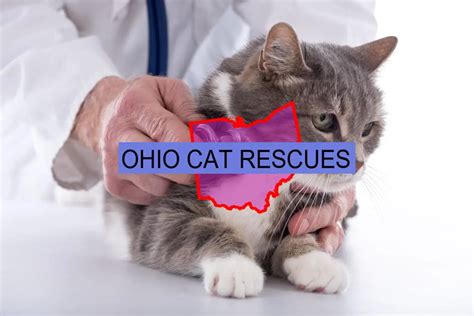 30 Top Cat Rescues In Ohio State Their Adoption Fees