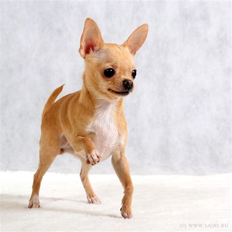 Chihuahua Lifespan - Pets Lovers