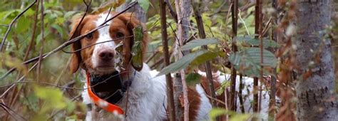 Maine Grouse Hunting And Woodcock Hunting Weatherbys