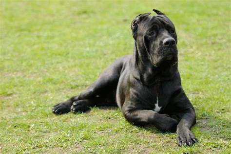 Italian Bull Mastiff Cane Corso