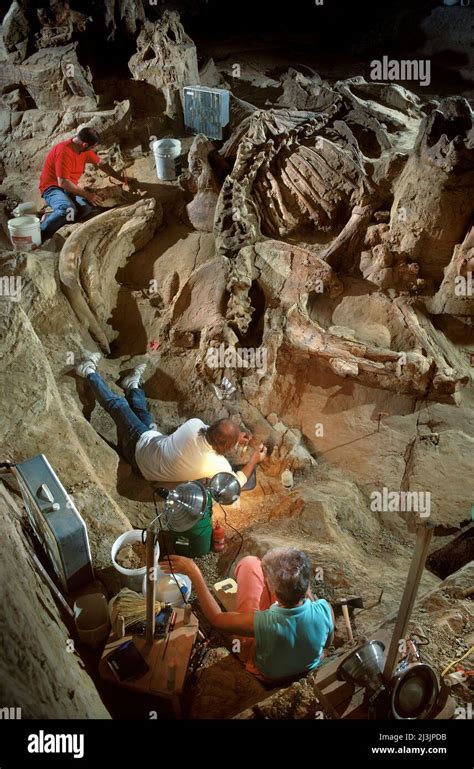 Paleontologists Excavating Colombian Mammoth Remains The Mammoth Site