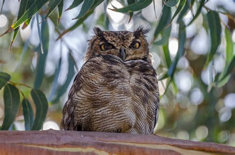 Tucúquere Bubo Virginianus Magellanicus Magellanic Horned Owl A