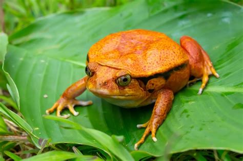 Premium Photo Large Orange Frog On A Leaf