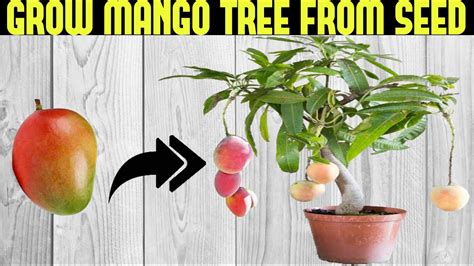 How To Plant A Mango Tree From A Seed Outlet Emergencydentistry