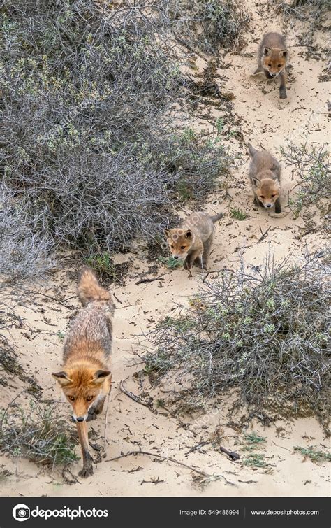 Red Fox Vulpes Vulpes Mother Her Newborn Red Fox Cubs — Stock Photo ...