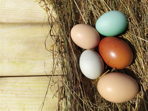 Chicken Eggs In The Straw Nest On Wooden Boards Stock Photo Image Of