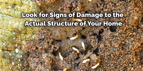 How To Get Rid Of Termites In The Lawn 7 Effective Methods 2025