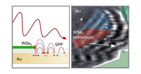 Coherent Excitation And Control Of Plasmons On Gold Using Two Dimensional Transition Metal