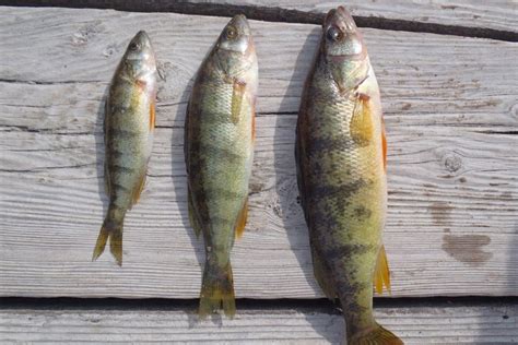 Yellow perch - Invasive Species Council of British Columbia