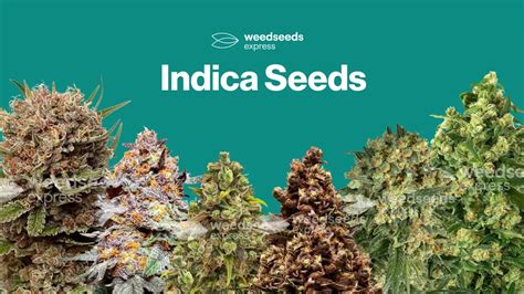 Cannabis Indica Seeds For Sale Weedseedsexpress