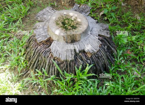 Old Palm Tree Stump In The Garden Stock Photo Alamy