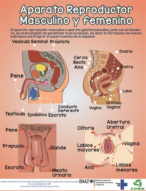 Aparato Reproductor Masculino Aparato Reproductor Aparatos Sistema