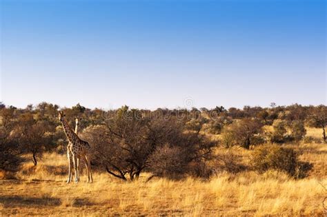 Zwei Giraffen In Der Savanne In Namibia Stockbild Bild Von Naphtha