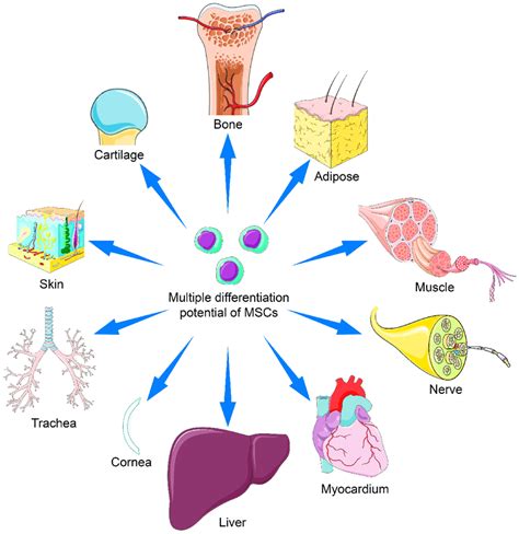 Applications Of Mesenchymal Stem Cells With Multiple Differentiation Download Scientific