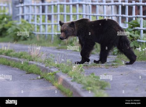 Ussuri brown bear Ursus arctos lasiotus. Shiretoko National Park ...