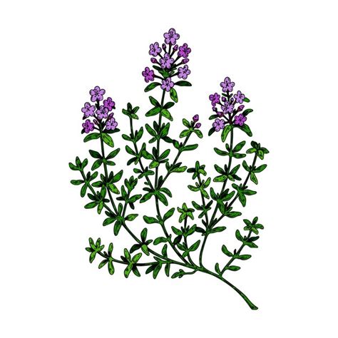 Premium Vector Hand Drawn Thyme Branch In Bloom