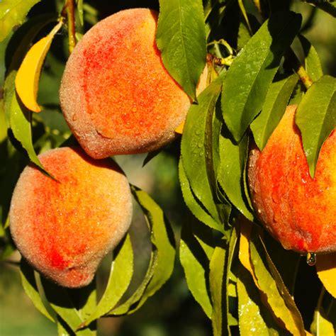 Harvester Peach Trees for Sale | BrighterBlooms.com