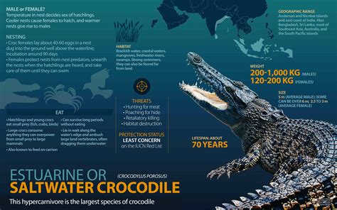 Saltwater Crocodile Facts: Size, Bite Force, Habitat | RoundGlass | Sustain