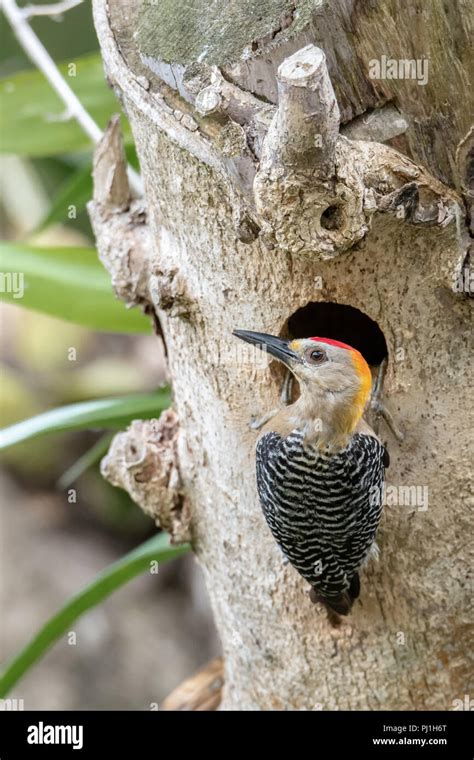 Hoffman S Woodpecker Melanerpes Hoffmannii In Costa Rica Stock Photo