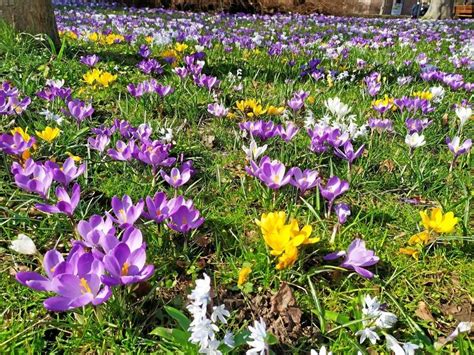 Pflanzaktion In Bad Sachsa Im Vitalpark Sollen Krokusse Bl Hen