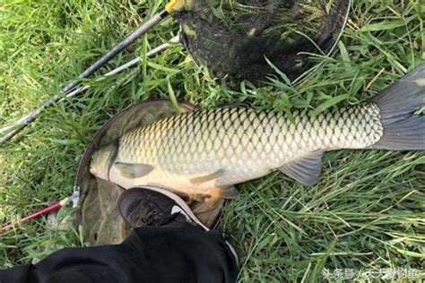 夏季手竿釣草魚，這招才夠狠，大魚連竿到手軟，釣一次爽一次 每日頭條