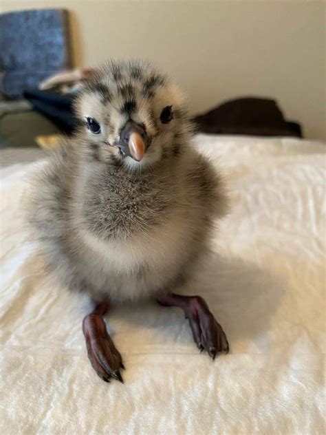 Cute baby seagull : r/aww