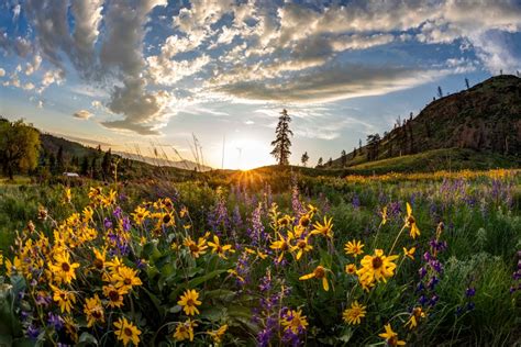 Wildflowers At Sunset North Western Images Photos By Andy Porter