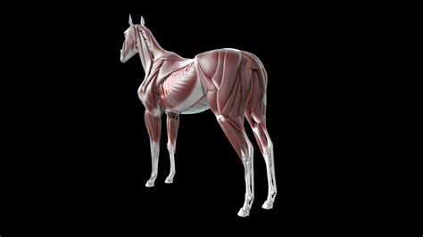 Horse Anatomy 3D Model $20 - .ma - Free3D