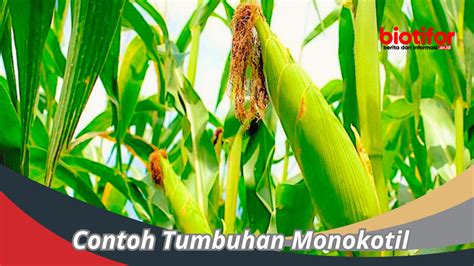 Pahami Fungsi Penting Xilem Dan Floem Pada Tumbuhan Biotifor