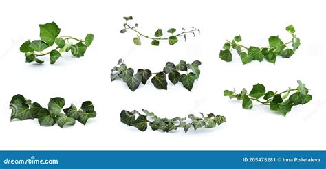 Hedera Helix Arborescens Aurea Maculata Vintage Illustration