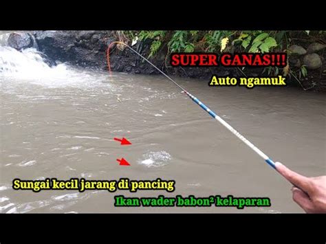 Wuedan Spot Sungai Kecil Jarang Di Ketahui Pemancing Ikan Wader Babon