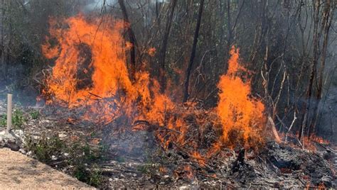 Combaten Incendio Forestal En La Zona Agr Cola De Leona Vicario En